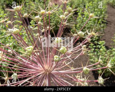 Allium Samen attraktive Umbel Nahaufnahme. Dekorativer Kopf mit runden Zwiebeln und sternförmigen Früchten. Stockfoto