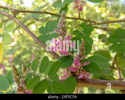 Indigofera tinctoria Zweige mit Blättern und rosa Blüten. Echte Indigopflanze aus der Familie der Bohnen, die Quelle des Indigofarbstoffs. Stockfoto