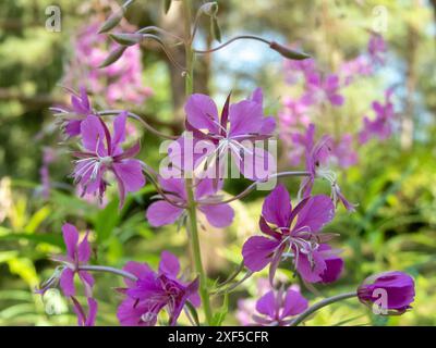 Chamaenerion angustifolium rosa, vier Blütenblätter aus nächster Nähe. Feuerweed blühende Pflanze. Rosebay Willowhere Razeme Infloreszenz Details. Stockfoto