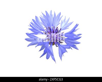 Kornblume oder Junggeselenknopf blaue Blume isoliert auf weiß. Centaurea cyanus blühende Pflanzenblumenkopf. Stockfoto