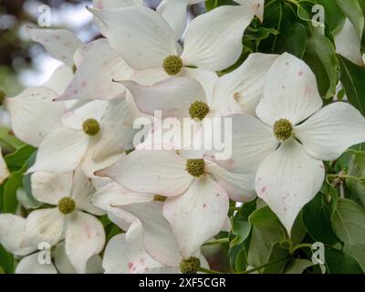 Cornus kousa weiße Blüten mit vier Deckblättern in Nahaufnahme. Japanische Hartholz Zierpflanze üppig blühend. Vier Blütenblätter. Stockfoto