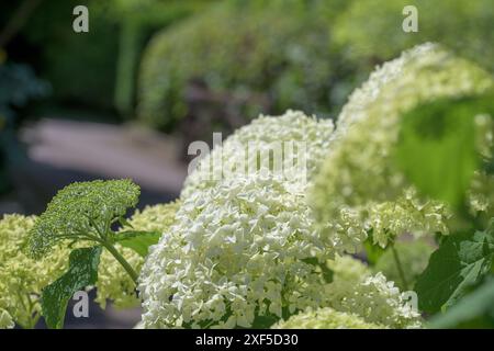 Weiße Hortensie blüht, Hortensie arborescens, Annabelle Stockfoto
