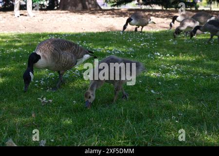 Kanadische Gänse- und Babyfütterung in Kew Gardens in London Stockfoto