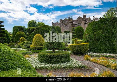 Formschnitt bei Levens Hall, Cumbria, England UK Stockfoto