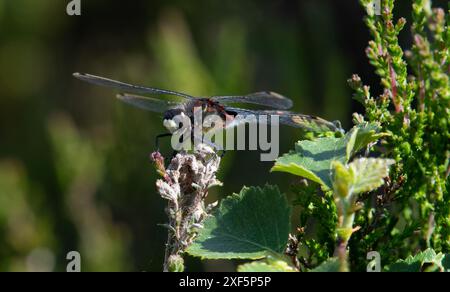 Ein weißgesichtiger Darter, Foulshaw Moss Nature Reserve, Kendal, Cumbria, Großbritannien Stockfoto