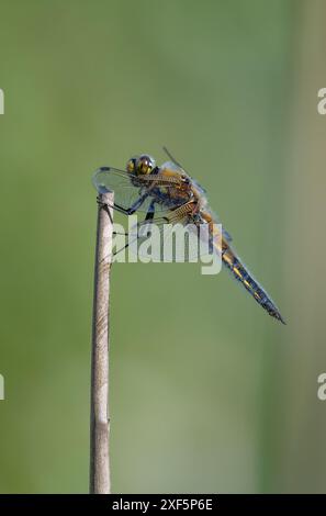 Ein vierfleckiger Chaser, Foulshaw Moss Nature Reserve, Kendal, Cumbria, Großbritannien Stockfoto