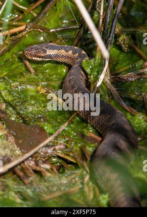 Eine weibliche Additive, Foulshaw Moss Nature Reserve, Kendal, Cumbria, Großbritannien Stockfoto