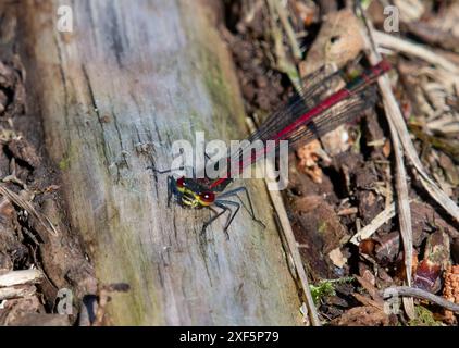 Eine große rote Damselfliege, Foulshaw Moss Nature Reserve, Kendal, Cumbria, Großbritannien Stockfoto