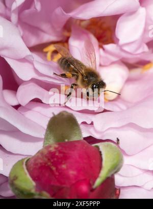 Eine Honigbiene auf einer Rosenblume, Chipping, Preston, Lancashire, Großbritannien Stockfoto