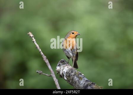 Vordergrundbild eines Europäischen Robins (Erithacus rubecula), der auf dem Rand eines Baumstamms thront, mit dem Kopf nach rechts gerichtet, aufgenommen in Mitte von Wales, Großbritannien Stockfoto