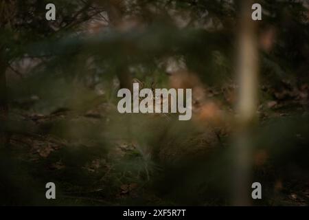 Europäische Wildkatze im Wald. Wildkatze im Bayerischen Wald im Winter. Die Katze versteckt sich zwischen den Bäumen. Stockfoto