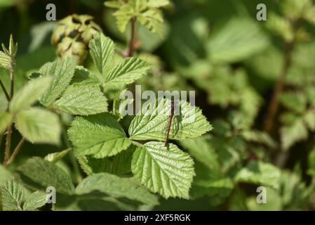 Gemeiner Darter (Sympetrum striolatum) auf grünen Blättern in der Sonne, nach oben gerichtet, Flügel geschlossen, aufgenommen in Wales, Großbritannien im Mai Stockfoto