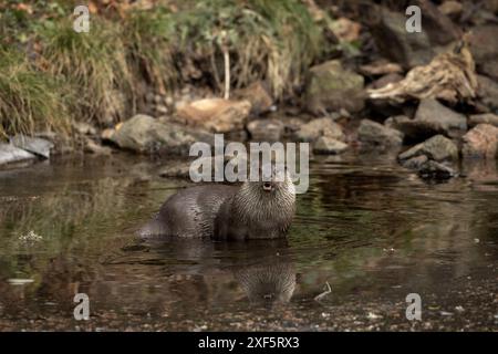 Eurasischer Otter jagt im Bach. Otter im Bayerischen Nationalpark. Lutra ruhen Sie sich im Wasser aus. Stockfoto