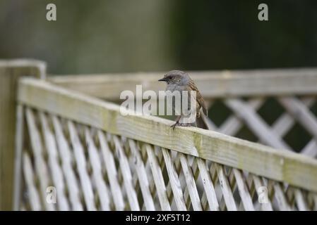 Vordergrundbild eines Dunnocks (Prunella modularis) im linken Profil auf dem Trellis in einem Garten in Wales, Großbritannien im Frühjahr Stockfoto