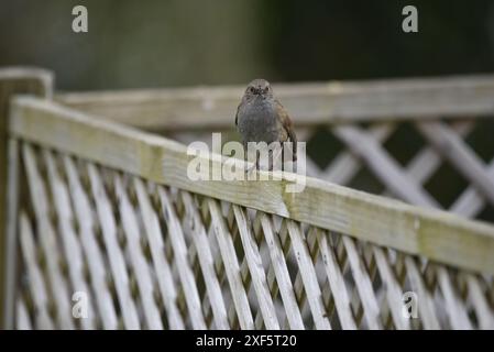 Vordergrundbild eines Dunnocks (Prunella modularis) mit Blick in die Kamera von der Spitze des Wooden Trellis Fechten , aufgenommen in einem Garten in Wales im Mai Stockfoto
