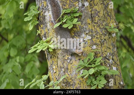 Nahaufnahme eines Grauen Eichhörnchens (Sciurus carolinensis), das im Frühjahr in Wales (Großbritannien) einen Baumstamm mit Auge auf Kamera herunterfährt Stockfoto