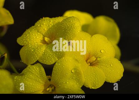 Nahaufnahme einer blühenden gelben Flachsblume (Reinwardtia indica) Wassertropfen auf Blütenblätter am Morgen im Sommer im Wald Stockfoto