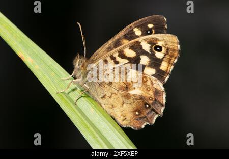 Gesprenkelter Holzfalter, Chipping, Preston, Lancashire, Großbritannien Stockfoto