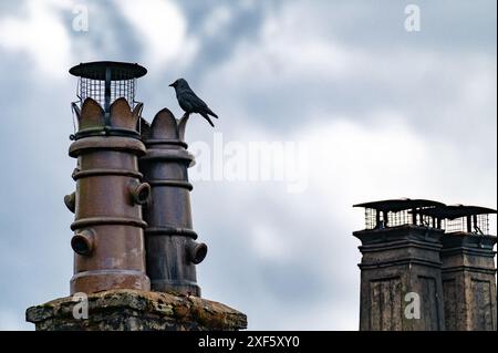 Jackdaw auf einem Schornsteintopf auf einem Hausdach, Chipping, Preston, Lancashire, Großbritannien Stockfoto