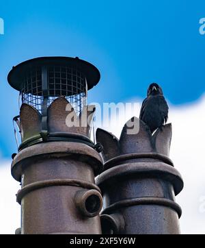 Jackdaw auf einem Schornsteintopf auf einem Hausdach, Chipping, Preston, Lancashire, Großbritannien Stockfoto