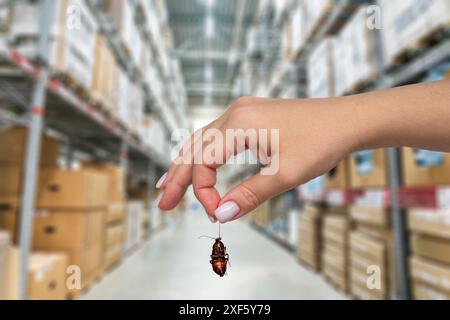 Weibliche Hand, die tote Kakerlake im Lager hält. Konzept der Schädlingsbekämpfung und Sanitäranlage in Lagerbereichen Stockfoto