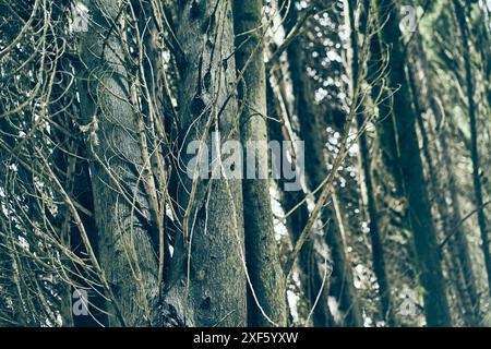 Viele Baumstämme an einem Sommertag. Ein dichtes Dickicht von Zweigen, wo es einen Platz zum Kopieren gibt. Hochwertige Fotos Stockfoto