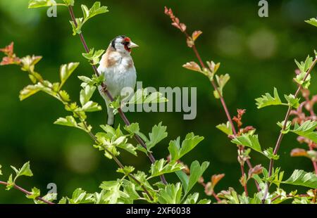 Ein Goldfink, Arnside, Milnthorpe, Cumbria, Großbritannien Stockfoto