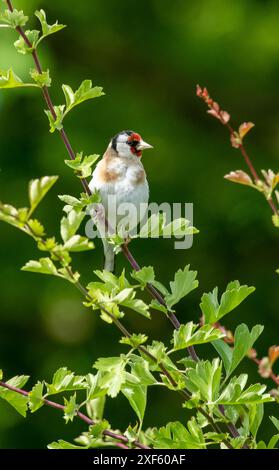 Ein Goldfink, Arnside, Milnthorpe, Cumbria, Großbritannien Stockfoto