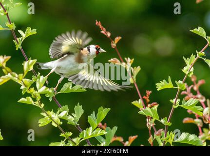 Ein Goldfink, Arnside, Milnthorpe, Cumbria, Großbritannien Stockfoto