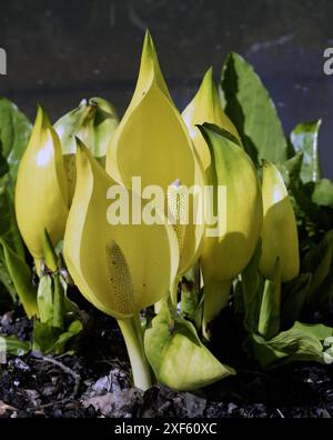 Western Skunk Cabbage - Lysichiton americanus Stockfoto