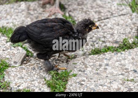 Kleines schwarzes Huhn auf grünem Gras draußen. Niedliches neugeborenes Tier. Natürliche Umwelt. Stockfoto