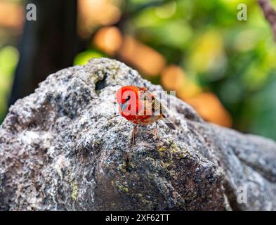 Roter Fody (Foudia madagascariensis) auf einem Stein Stockfoto