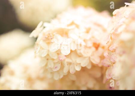 Nahaufnahme der Hortensien. Schöner natürlicher Hintergrund mit zarten weißen Hortensie-Blüten im Landschaftsdesign. Blumen im Garten Stockfoto