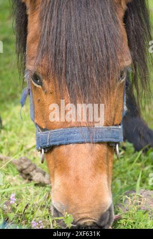 Kleines Pferd im kleinen lettischen Zoo. Pferdelächeln. Pferd mit Zähnen, lächelndes Pferd, lustige Pferde, lustiges Tiergesicht. Lachende Tiere Stockfoto