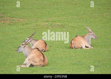 Ugandische kob-Antilope, die frei in der afrikanischen Savanne ist Stockfoto