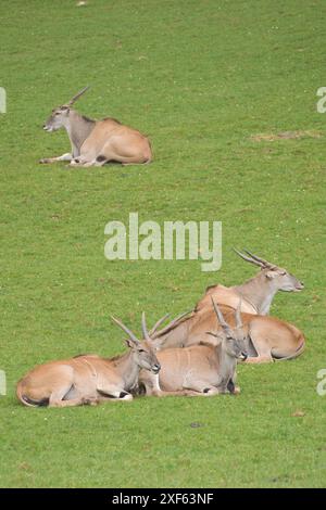 Ugandische kob-Antilope, die frei in der afrikanischen Savanne ist Stockfoto