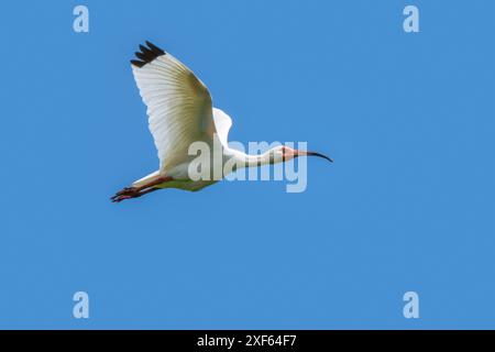 American White ibis (Eudocimus albus / Scolopax alba) Erwachsener im Flug gegen blauen Himmel, heimisch im Süden der USA und der Karibikküste Mittelamerikas Stockfoto