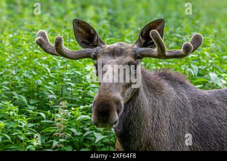 Elche / Elche (Alces alces) Nahaufnahme Porträt von Bullen / Männchen mit kleinen Geweihen bedeckt mit Samt im Frühling, heimisch in Skandinavien Stockfoto