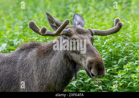 Elche / Elche (Alces alces) Nahaufnahme Porträt von Bullen / Männchen mit kleinen Geweihen bedeckt mit Samt im Frühling, heimisch in Skandinavien Stockfoto