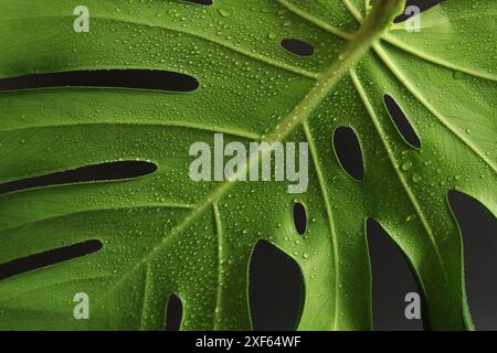 Monstera-Blatt auf dunklem Hintergrund, Nahaufnahme. Grünes Monsterablatt mit Wassertropfen auf schwarzem Hintergrund. Tropische Pflanze. Feuchtes Monstera-Blatt mit Löchern Stockfoto