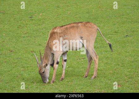 Ugandische kob-Antilope, die frei in der afrikanischen Savanne ist Stockfoto