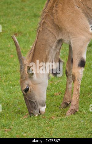 Ugandische kob-Antilope, die frei in der afrikanischen Savanne ist Stockfoto