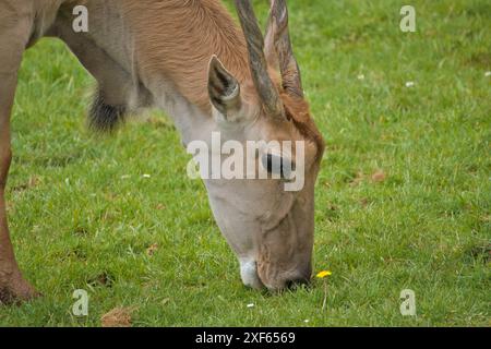 Ugandische kob-Antilope, die frei in der afrikanischen Savanne ist Stockfoto