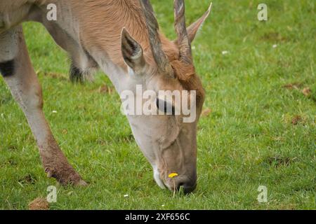 Ugandische kob-Antilope, die frei in der afrikanischen Savanne ist Stockfoto