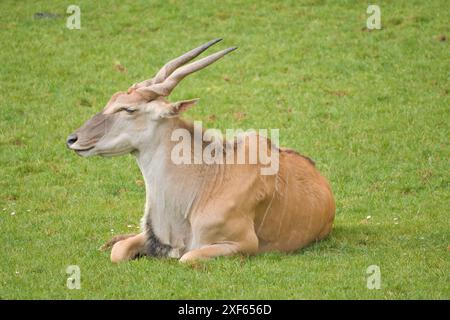 Ugandische kob-Antilope, die frei in der afrikanischen Savanne ist Stockfoto