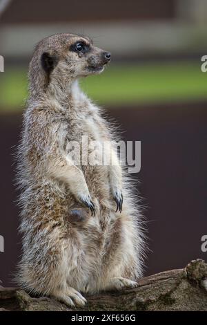 Stokstaartje (Erdmännchen) in Namibia (namib Dessert, Kanaan Wüste Retreat Stockfoto