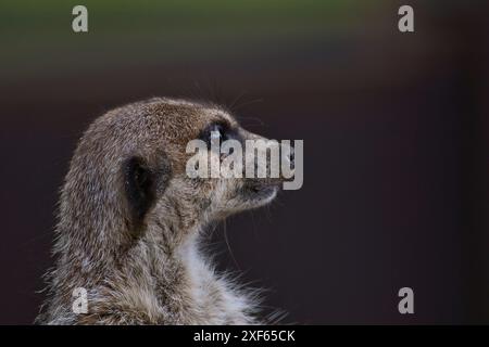 Stokstaartje (Erdmännchen) in Namibia (namib Dessert, Kanaan Wüste Retreat Stockfoto