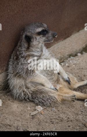 Stokstaartje (Erdmännchen) in Namibia (namib Dessert, Kanaan Wüste Retreat Stockfoto