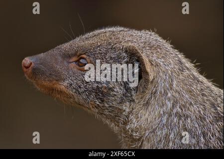 Blick auf Meerkat oder Suricate (Suricata suricatta) ist zu Fuß auf dem Boden Stockfoto