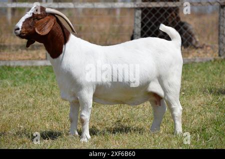 Schöne weibliche Buren Ziegen auf der Farm Stockfoto